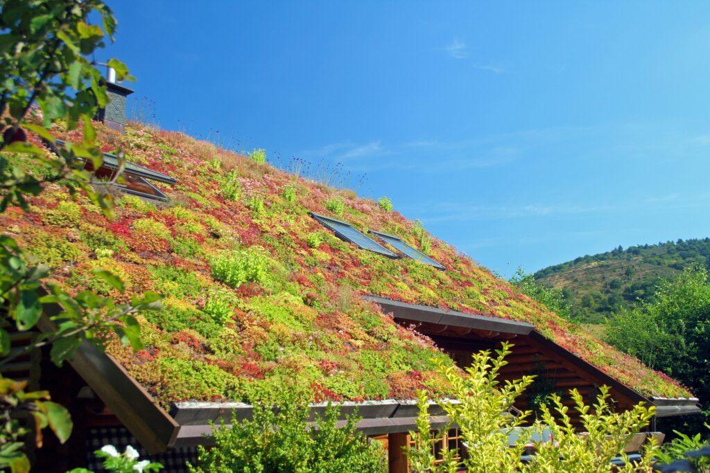Tipuri de Sedum